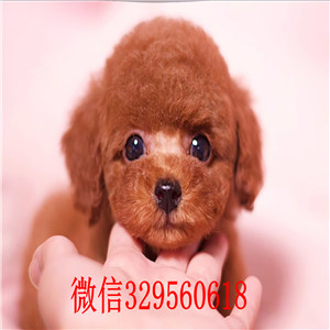 焦作哪里能买到纯种泰迪幼犬出售 泰迪哪里的