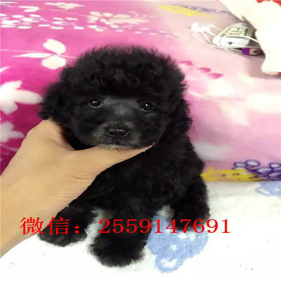 济南哪里有白色泰迪 济南花泰迪多少钱 灰色泰迪多少钱