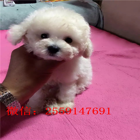 青岛哪里有红色泰迪 青岛白色泰迪价格 青岛黑