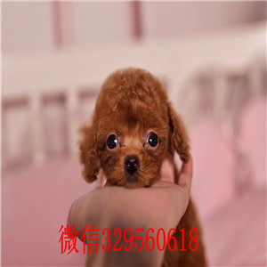 平顶山哪里能买到纯种泰迪幼犬出售 泰迪哪里