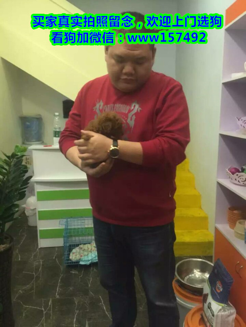 济南市区哪里有宠物狗卖 济南哪里有宠物店