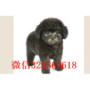 宝鸡哪里有卖纯种泰迪灰色泰迪多少钱玩具体泰