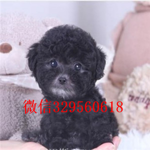 济源出售纯种泰迪犬红色泰迪多少钱微小体泰迪