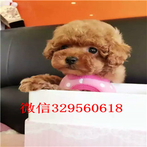 焦作哪里能买到泰迪犬黑色泰迪多少钱微小体泰