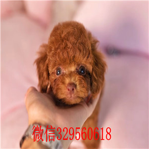 合肥哪里有泰迪犬 泰迪犬成年多重 泰迪犬照片