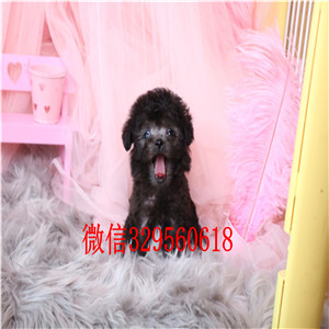濮阳出售纯种泰迪犬黑色泰迪多少钱微小体泰迪犬泰迪犬狗场