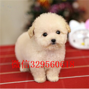 东营哪里有卖纯种泰迪白色泰迪多少钱微小体泰