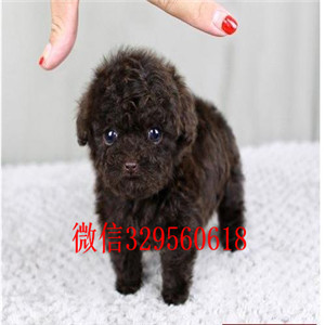 佳木斯哪里有卖纯种泰迪红色泰迪多少钱玩具体