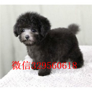 沈阳出售纯种泰迪犬红色泰迪多少钱茶杯体泰迪