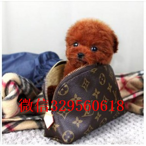 朔州哪里能买到泰迪犬灰色泰迪多少钱标准体泰