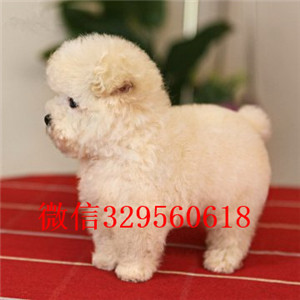 合肥哪里能买到泰迪犬红色泰迪多少钱玩具体泰迪犬泰迪犬犬舍