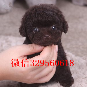 朔州哪里能买到泰迪犬灰色泰迪多少钱标准体泰迪泰迪犬狗场