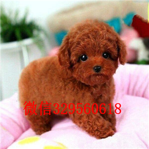 南宁哪里能买到泰迪犬灰色泰迪多少钱微小体泰