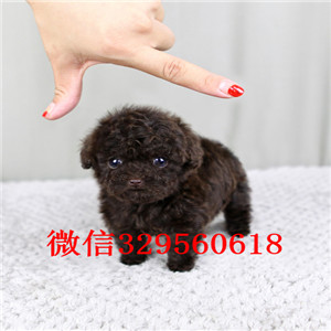 威海出售纯种泰迪犬灰色泰迪多少钱标准体泰迪