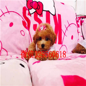 新余出售纯种泰迪犬灰色泰迪多少钱标准体泰迪