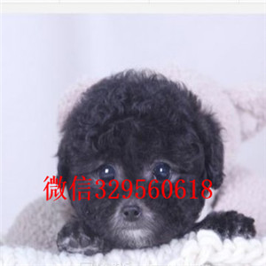 甘孜哪里有卖纯种泰迪红色泰迪多少钱微小体泰