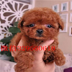 厦门正规养殖基地低价出售多种颜色的泰迪犬 签订协议 