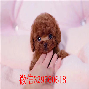 合肥哪里有泰迪犬 泰迪犬成年多重 泰迪犬照片