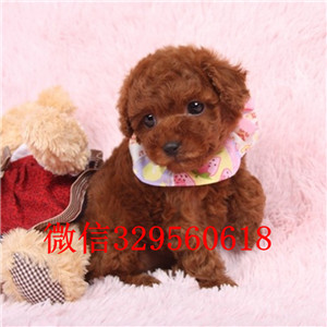 濮阳出售纯种泰迪犬黑色泰迪多少钱微小体泰迪犬泰迪犬狗场