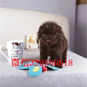 周口哪里能买到泰迪犬灰色泰迪多少钱标准体泰