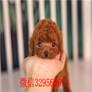 合肥哪里有泰迪犬 泰迪犬成年多重 泰迪犬照片