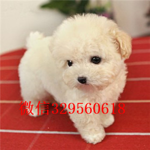 合肥哪里能买到泰迪犬红色泰迪多少钱玩具体泰迪犬泰迪犬犬舍