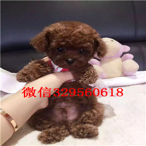 威海哪里有卖纯种泰迪白色泰迪多少钱玩具体泰