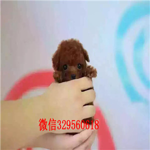 平顶山出售纯种泰迪犬黑色泰迪多少钱茶杯体泰