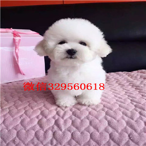 宝鸡哪里有卖纯种泰迪红色泰迪多少钱微小体泰