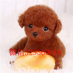 甘孜出售纯种泰迪犬多少钱红色泰迪灰色泰迪纯