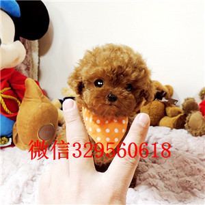 阿里专业繁殖泰迪犬红色泰迪灰色泰迪玩具泰迪