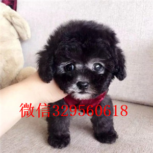 防城港哪里有卖纯种泰迪买纯种泰迪幼犬灰色泰