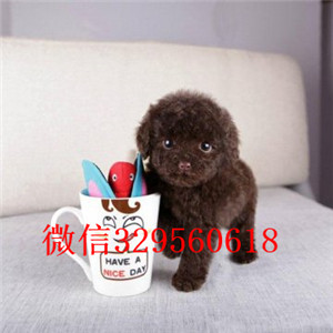 萍乡专业繁殖泰迪犬繁殖可爱玩具体泰迪繁殖可