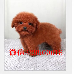 新余哪里有卖纯种泰迪买纯种泰迪幼犬灰色泰迪纯种泰迪犬多少钱