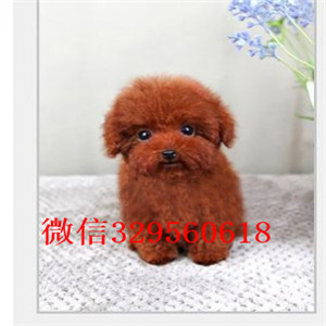 新余哪里有卖纯种泰迪买纯种泰迪幼犬灰色泰迪纯种泰迪犬多少钱