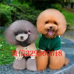 信阳哪里有卖纯种泰迪买纯种泰迪幼犬专业繁殖