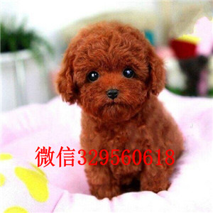 四平专业繁殖泰迪犬买纯种泰迪幼犬专业繁殖小