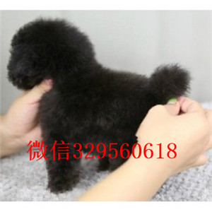 沈阳专业繁殖泰迪犬繁殖可爱玩具体泰迪专业繁殖小泰迪宝宝犬舍繁殖纯种泰迪