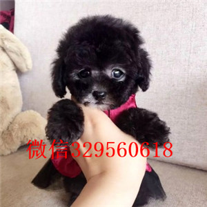 延安出售纯种泰迪犬多少钱买纯种泰迪幼犬黑色