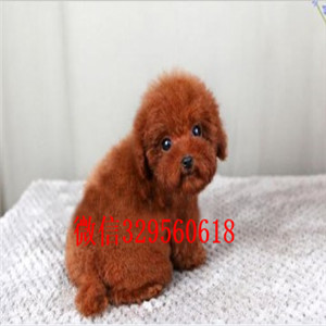 新余哪里有卖纯种泰迪买纯种泰迪幼犬灰色泰迪纯种泰迪犬多少钱