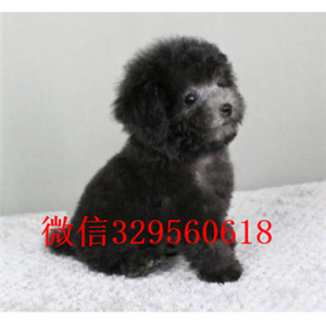 新余哪里有卖纯种泰迪买纯种泰迪幼犬灰色泰迪