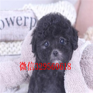 临夏专业繁殖泰迪犬买纯种泰迪幼犬黑色泰迪玩