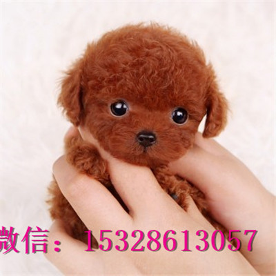 宝鸡哪里有卖泰迪犬赛级泰迪犬价格棕色泰迪熊