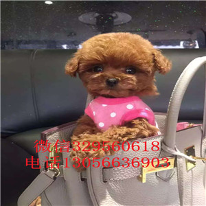 枣庄哪里能买到纯种泰迪红色泰迪多少钱一只泰