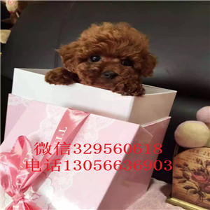 滨州出售纯种健康的泰迪犬灰色泰迪多少钱一只