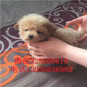 青岛哪里有卖泰迪犬灰色泰迪多少钱一只泰迪犬