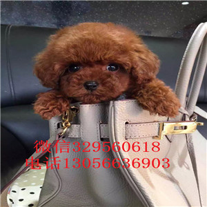 锡林郭勒出售纯种健康的泰迪犬红色泰迪多少钱