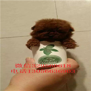 东营哪里有卖泰迪犬黑色泰迪多少钱一只泰迪犬