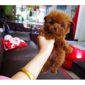 沈阳哪里有纯种泰迪犬出售 泰迪幼犬哪里的健康 泰迪长不大茶杯多少钱