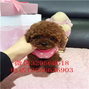 滨州出售纯种健康的泰迪犬灰色泰迪多少钱一只泰迪犬狗场茶杯泰迪犬